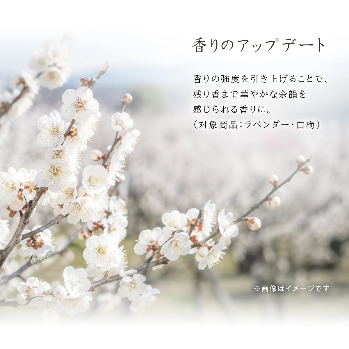 日本香堂 花風シリーズ 各種【自宅用線香】 | 小物の通販 | インテリア